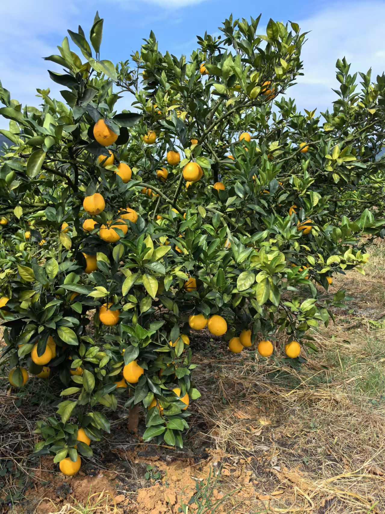 正宗江西赣南脐橙多汁饱满回甘橙香味香甜