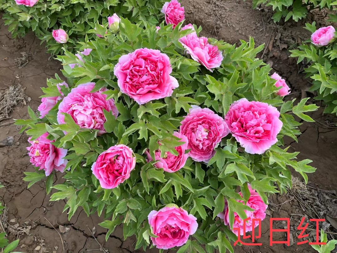【迎日红】洛阳精品观赏牡丹基地直发正宗
