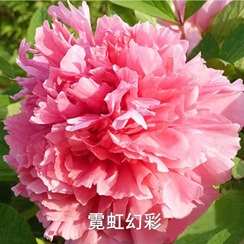 【霓虹幻彩】洛阳精品观赏牡丹基地直发