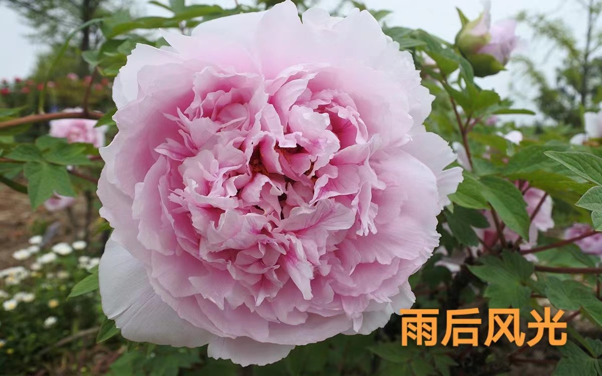 【雨后风光】洛阳花卉精品观赏北方院子适用牡丹花苗基地直发正宗