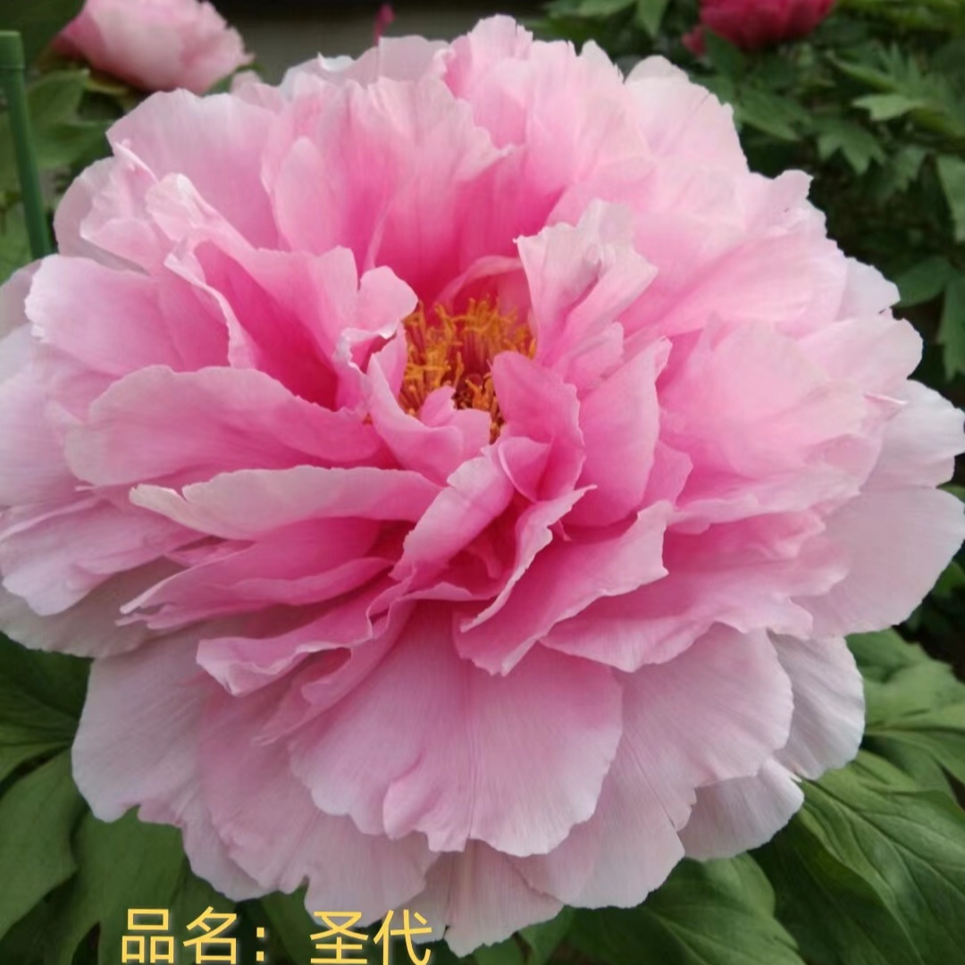 【圣代】洛阳花卉精品观赏北方院子适用牡丹花苗基地直发木槿花