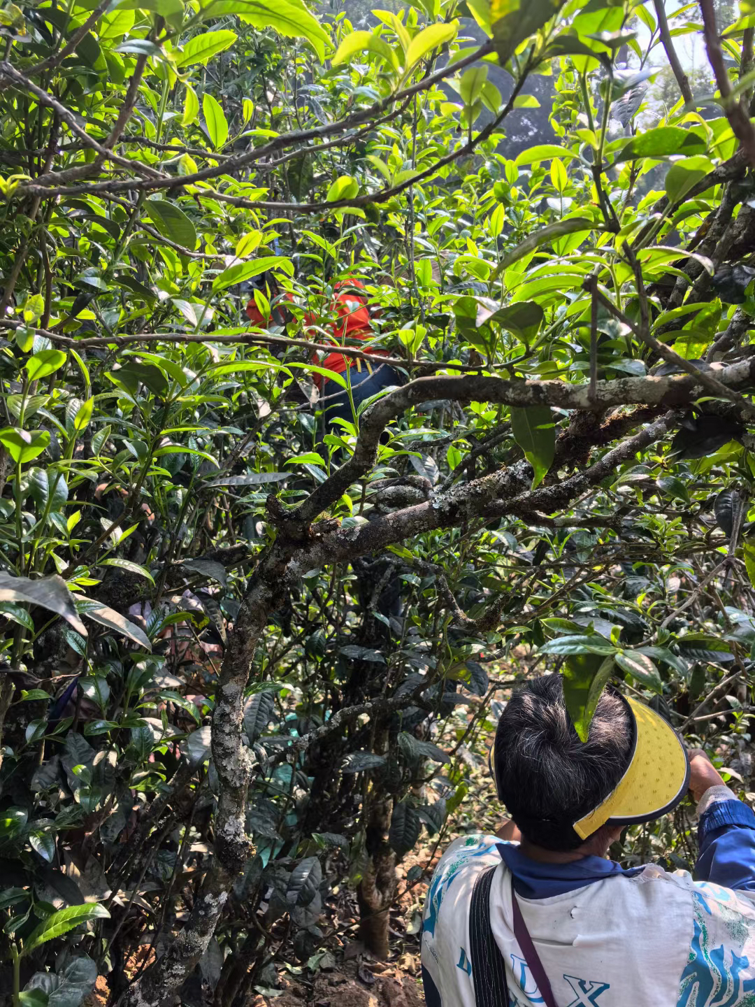云南普洱茶通用链接醇厚细腻茶香顺滑直供回味发货直供