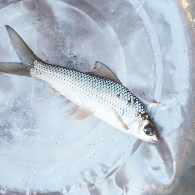 土鲮鱼  白鲮鱼 鲮鱼 水族活体