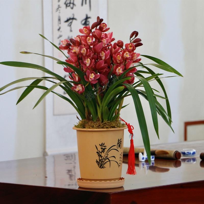 【年销花】大花蕙兰【红宝石】带花剑带花苞