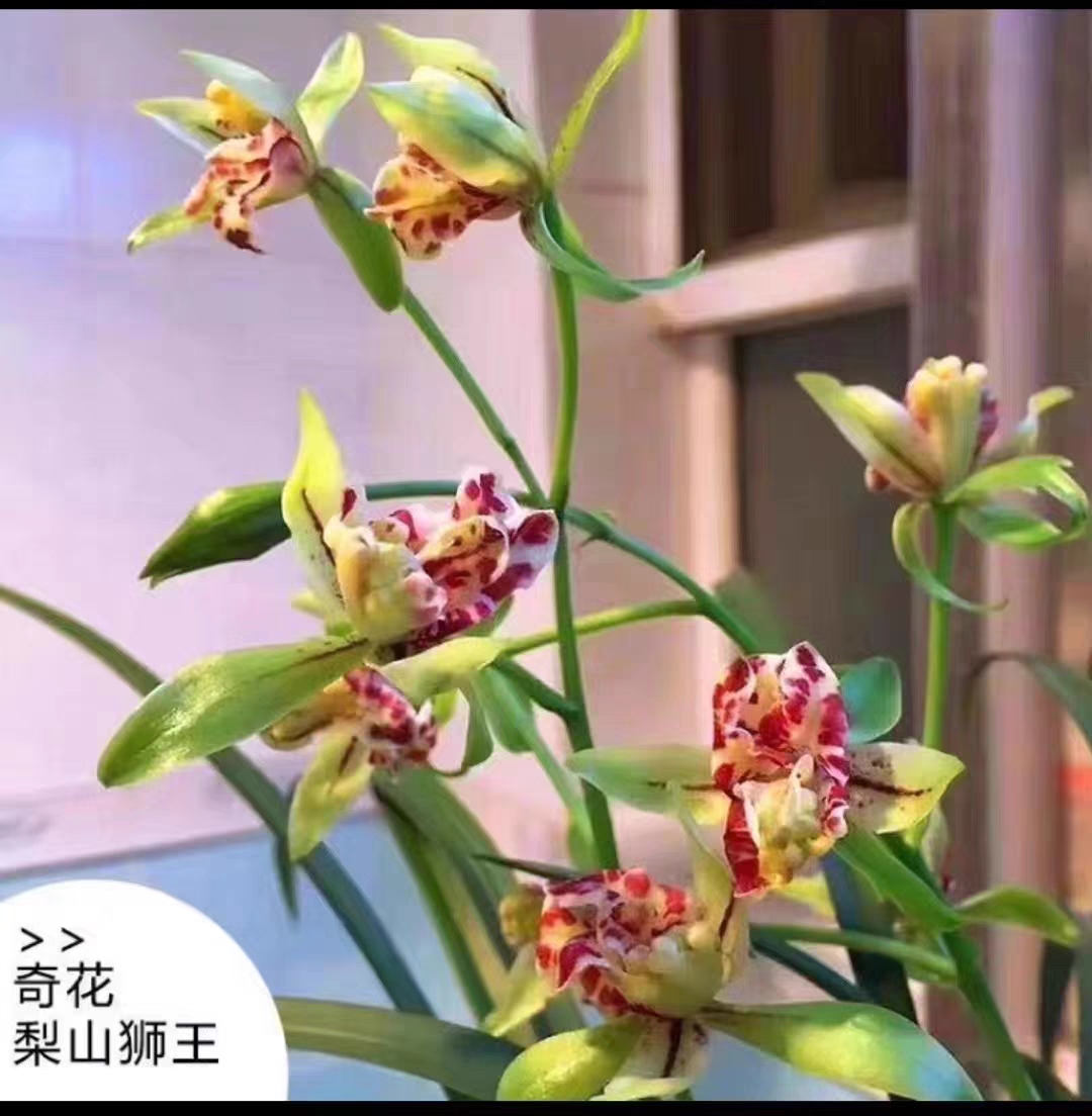 （带花）建兰奇花【梨山狮王】浓香夏秋季节开花