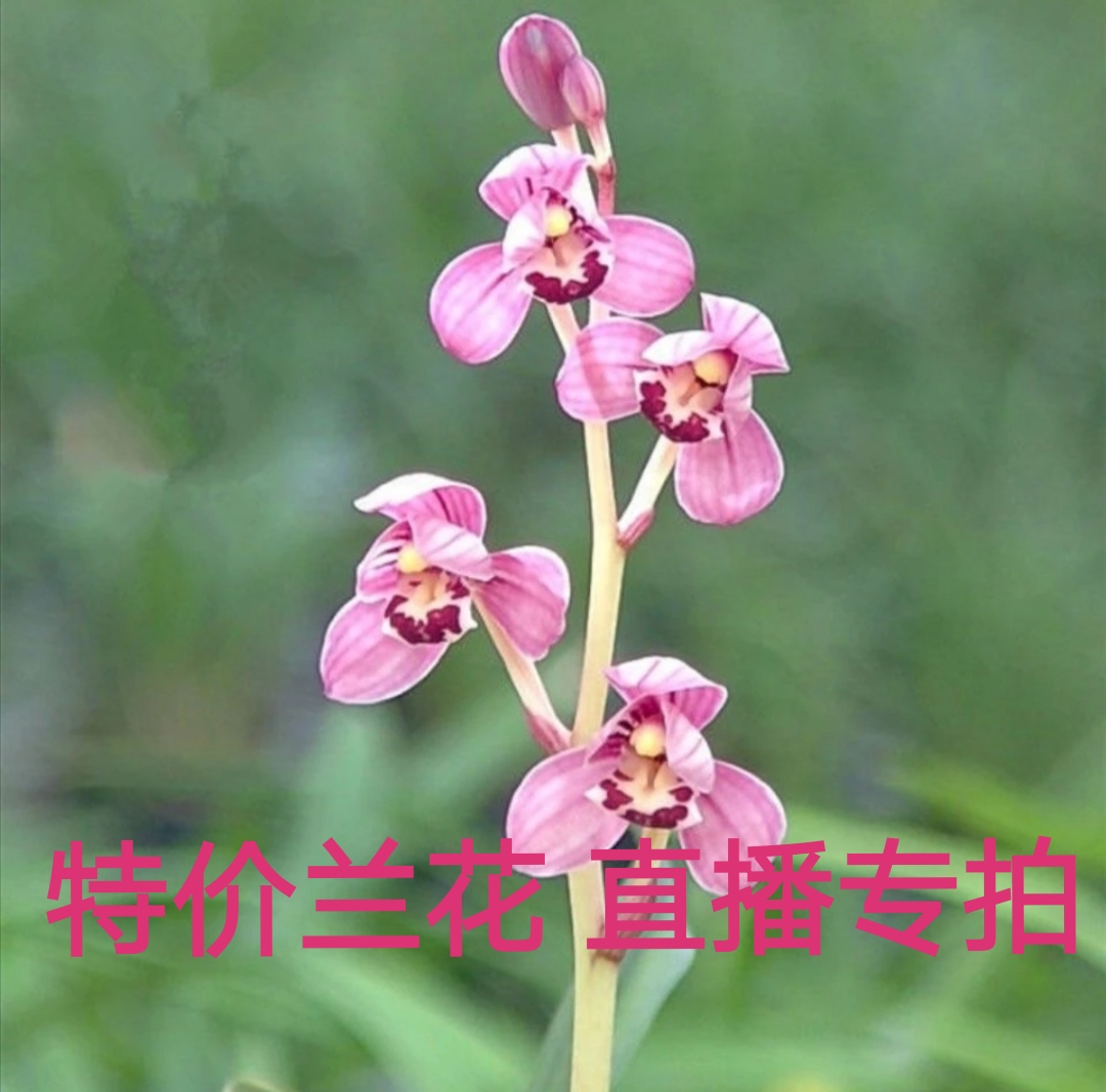 绿植兰花好养易活