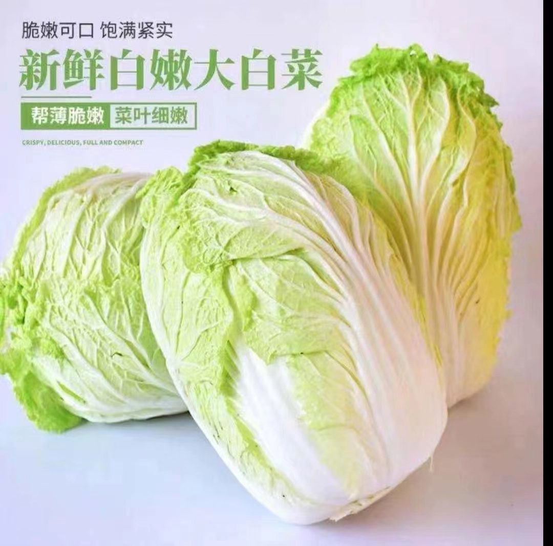 东北买菜脆嫩自种产地直发新鲜大白菜蔬菜蘸酱菜现摘叶菜青菜包邮