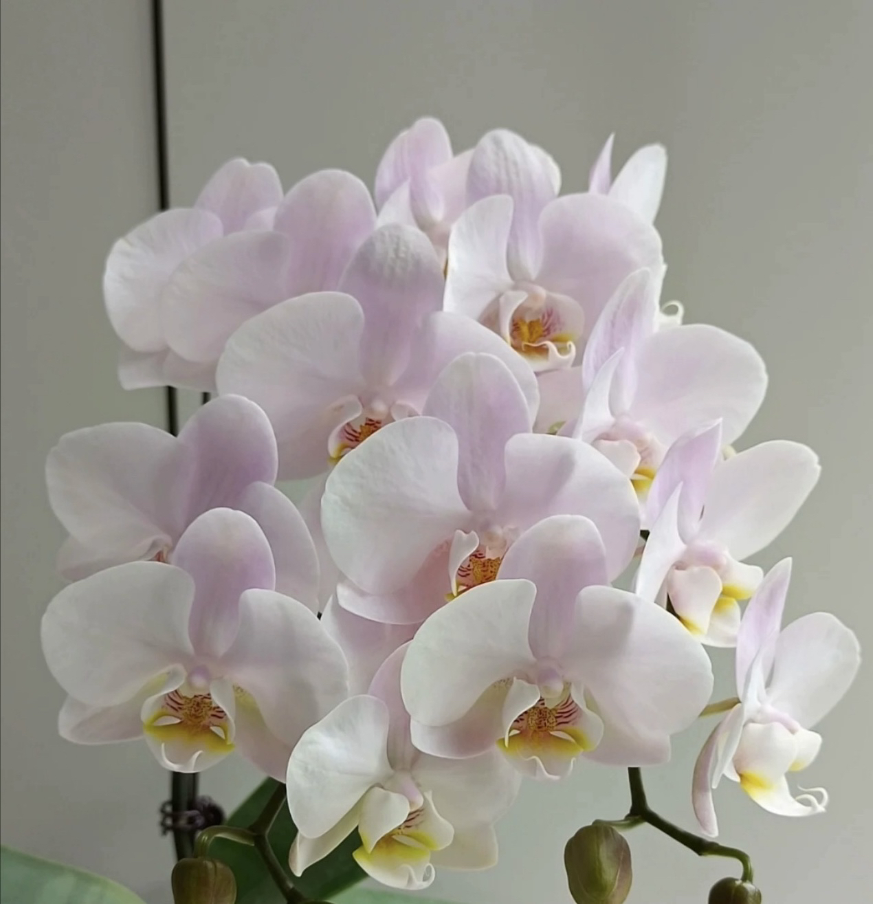 【罗曼史情人】3.0寸杯 不带剑 中花型粉色系蝴蝶兰（满2件包邮）