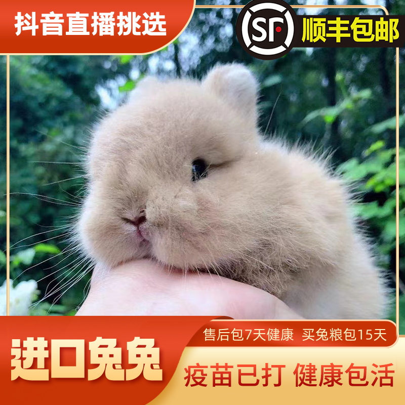 美系双血侏儒兔萌宠小宠玉兔哥哥兔子