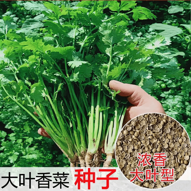 大叶香菜种子耐热耐寒种籽春秋四季蔬菜盆栽蔬