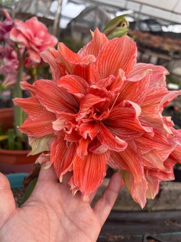 【台朱尼罗河的女儿】飞鸟朱顶红尼罗河3.5厘米不包后期养护