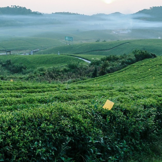 BDS 2018年经典贡眉240g