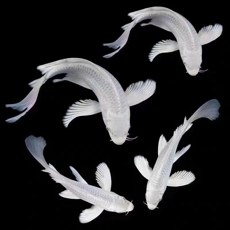 白金纯种锦鲤包邮包活到家35-50厘米鱼池鱼缸观赏鱼好养耐活招财