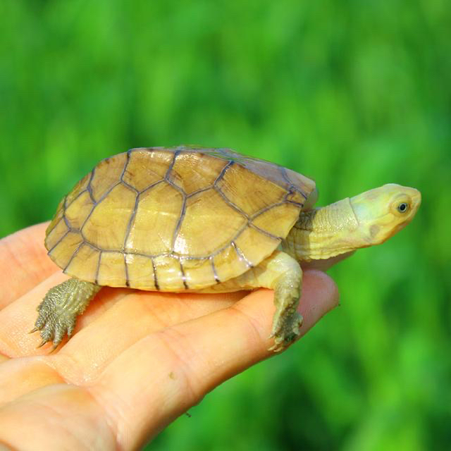皖南种小青龟宠物观赏龟直播选龟链接【直接拍发龟粮】