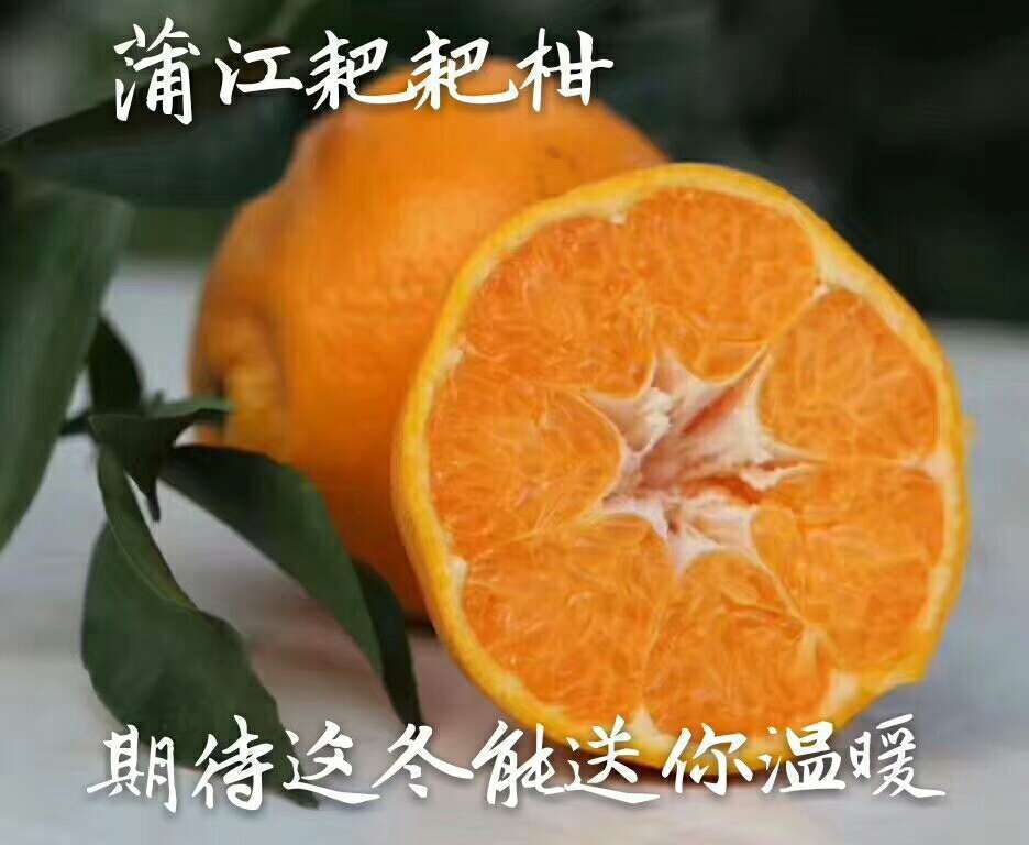 3斤净重春见耙耙柑