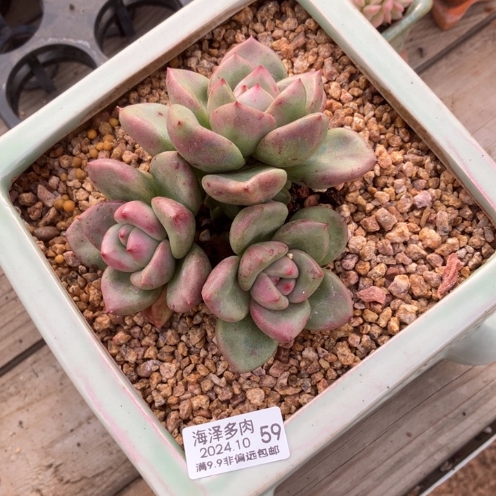 星***天鳄梨三头59多肉植物