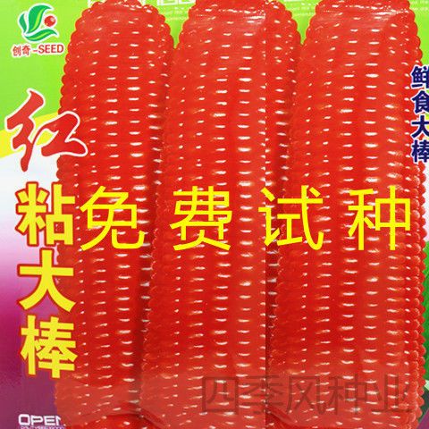 红粘大棒红香糯早熟高产鲜食水果玉米种子四季播种蔬菜种子红玉米