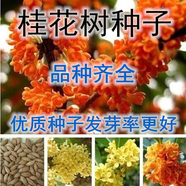 当年桂花种子四季桂金桂沉香八月桂花树种子桂花种籽四季种花种子