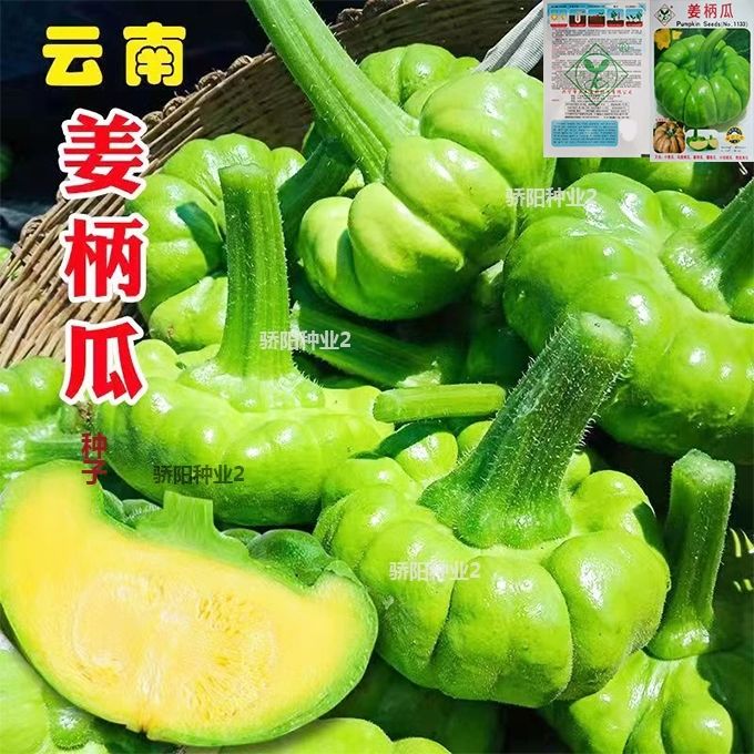 云南姜柄瓜种子高产早熟耐高温七叶瓜小绿面瓜姜饼瓜春秋蔬菜种子