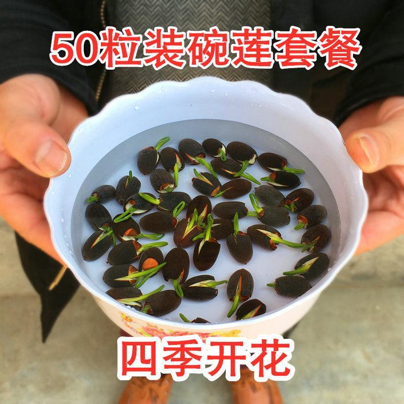四季播种碗莲种子水培植物睡莲荷花种子盆栽绿植花卉易种易活