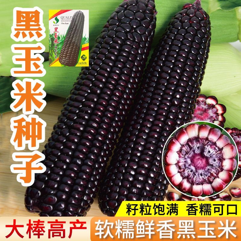 黑甜糯玉米黑糯玉米种子耐高温紫玉米种籽四季大田春夏蔬菜种子孑