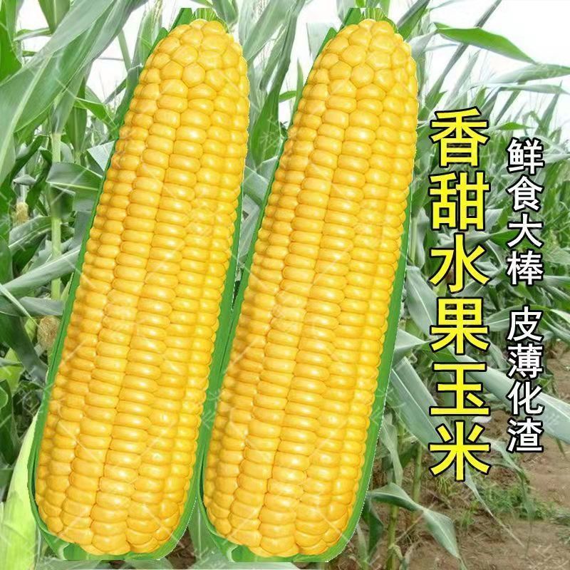 超甜水果玉米种子生吃春夏秋播耐旱大棒高产糯米种籽