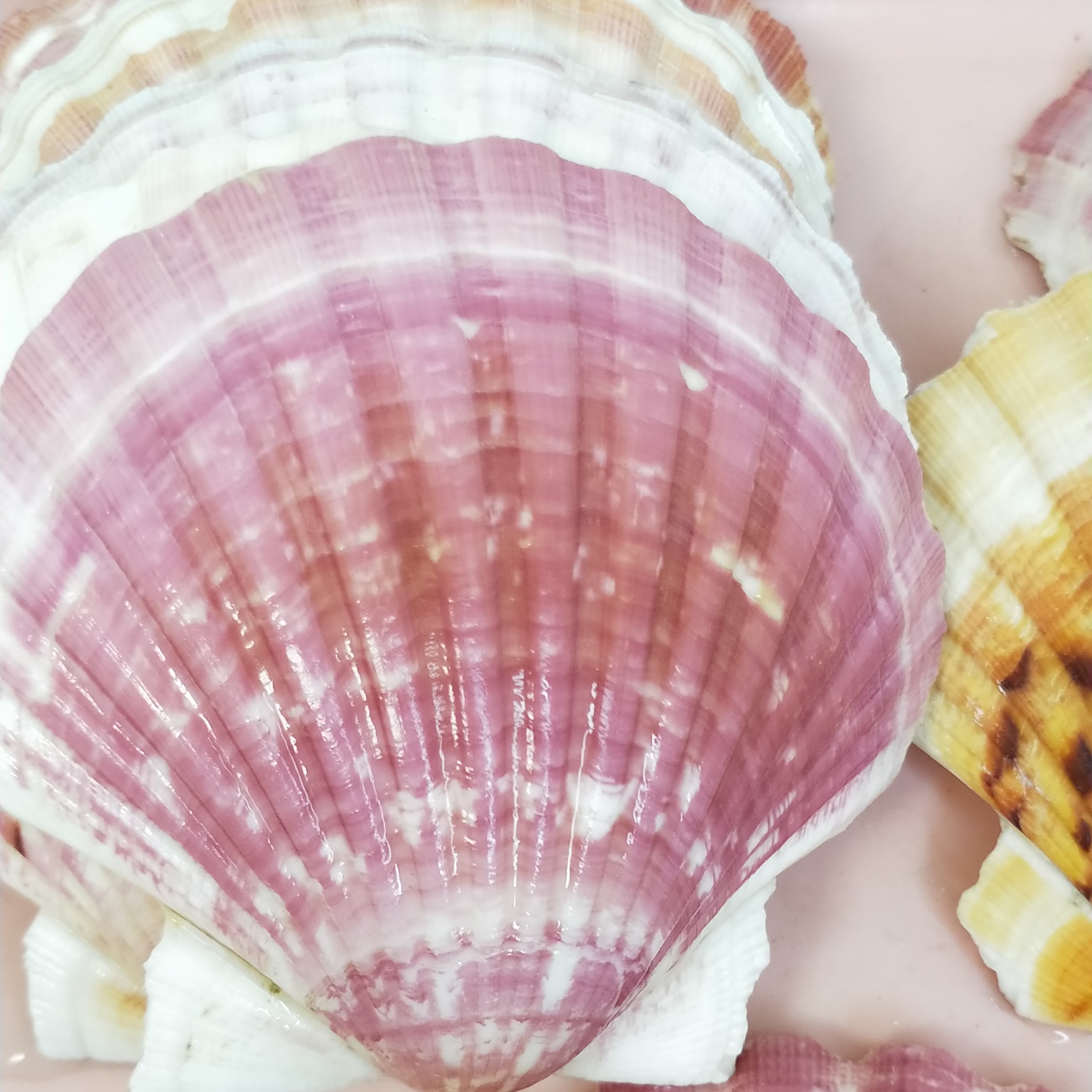 粉系夏威夷扇贝天然海螺贝壳收藏标本家居装饰