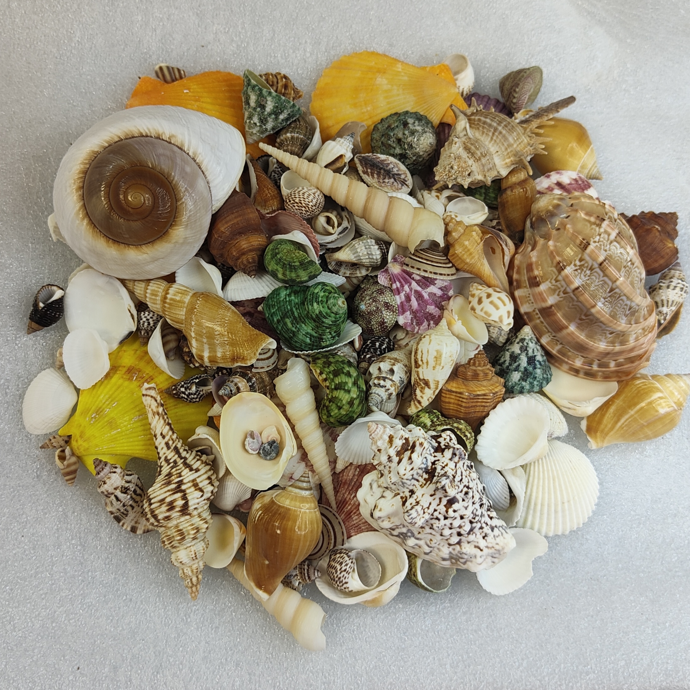 天然海螺贝壳寄居蟹替换壳水族鱼缸造景DIY手工制作材料微景装饰