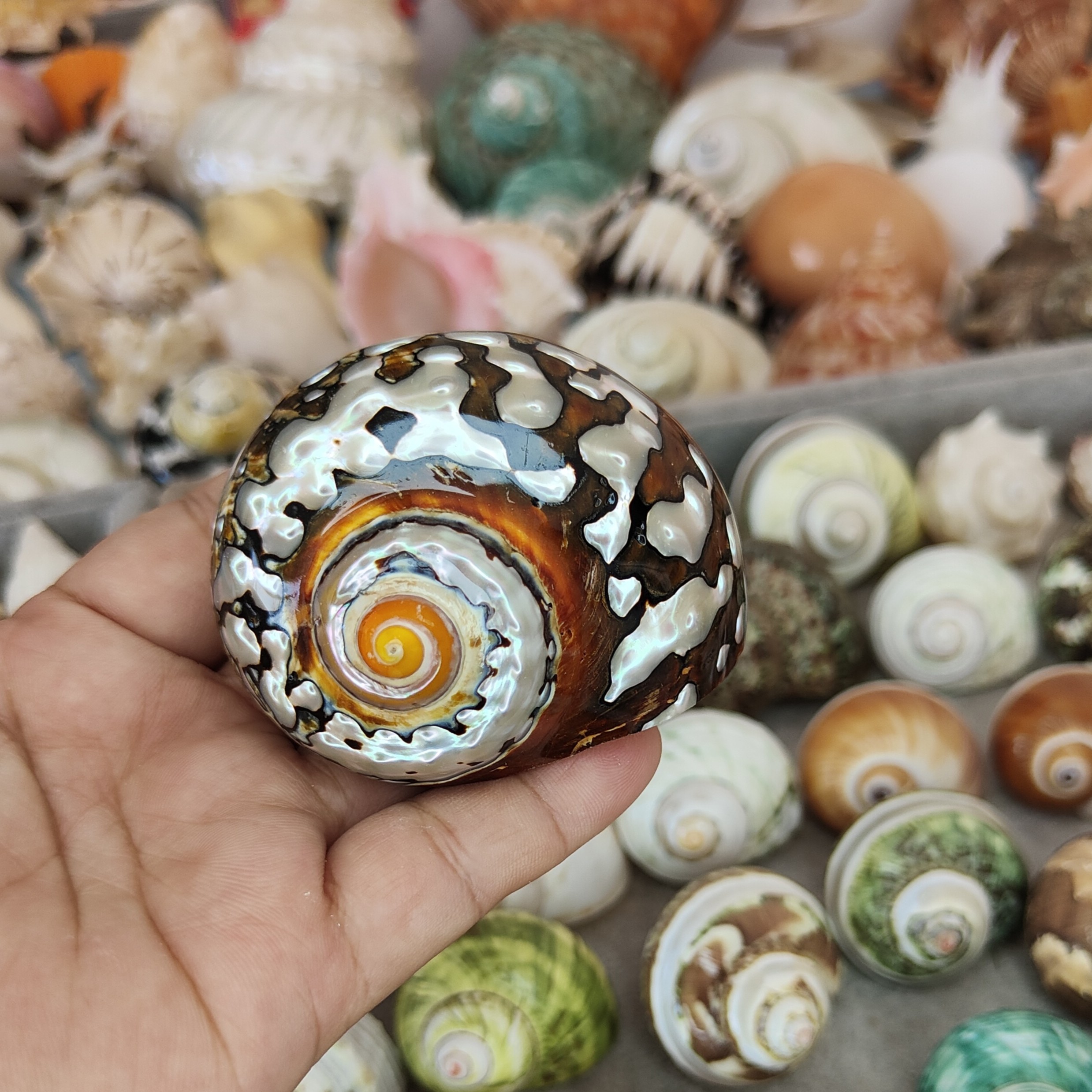 天然海螺贝壳收藏标本鱼缸造景装饰DIY手工儿童科普家居摆件