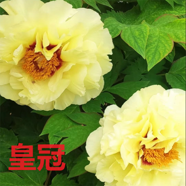 皇冠独杆丛生精品