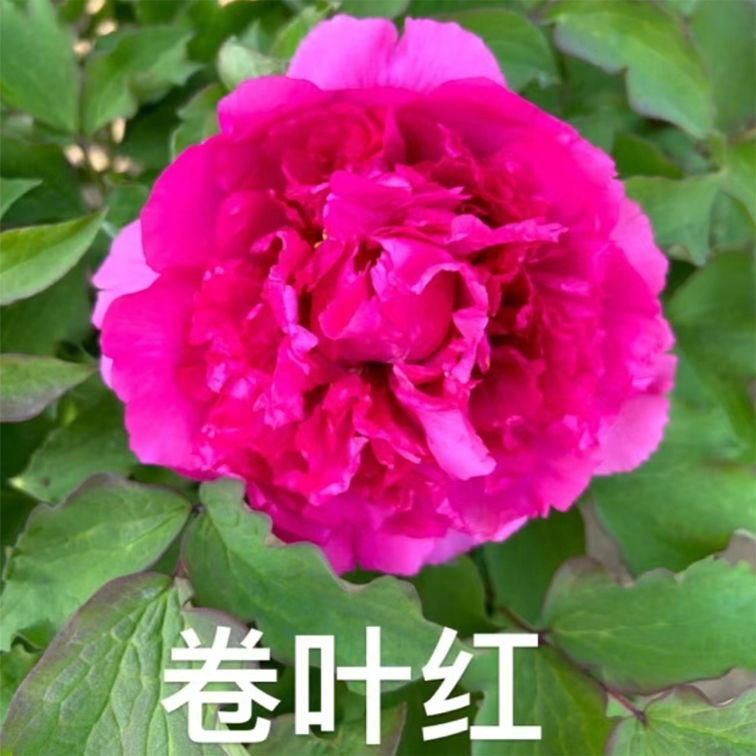 卷叶红牡丹 独杆