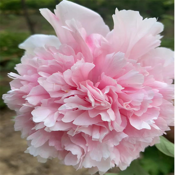 菏泽赫赫有名牡丹 丛生赵粉