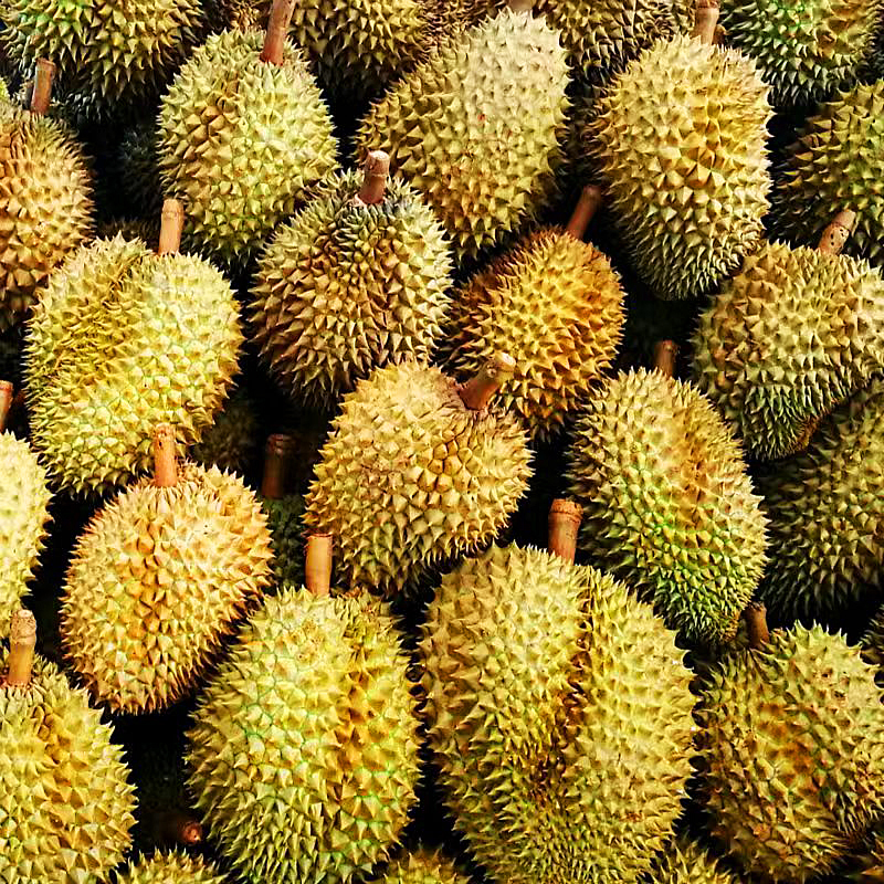 阿甘甄选【大嘴鸟-秘境巴拉乌金枕B级】新鲜榴莲热带新鲜水果