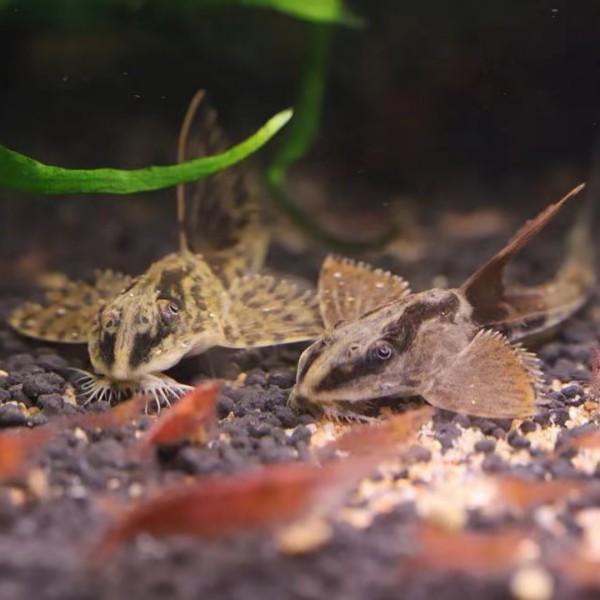 铭彩水族 黑魔神直升机 异形鱼 除藻工具鱼热带鱼 活体观赏鱼