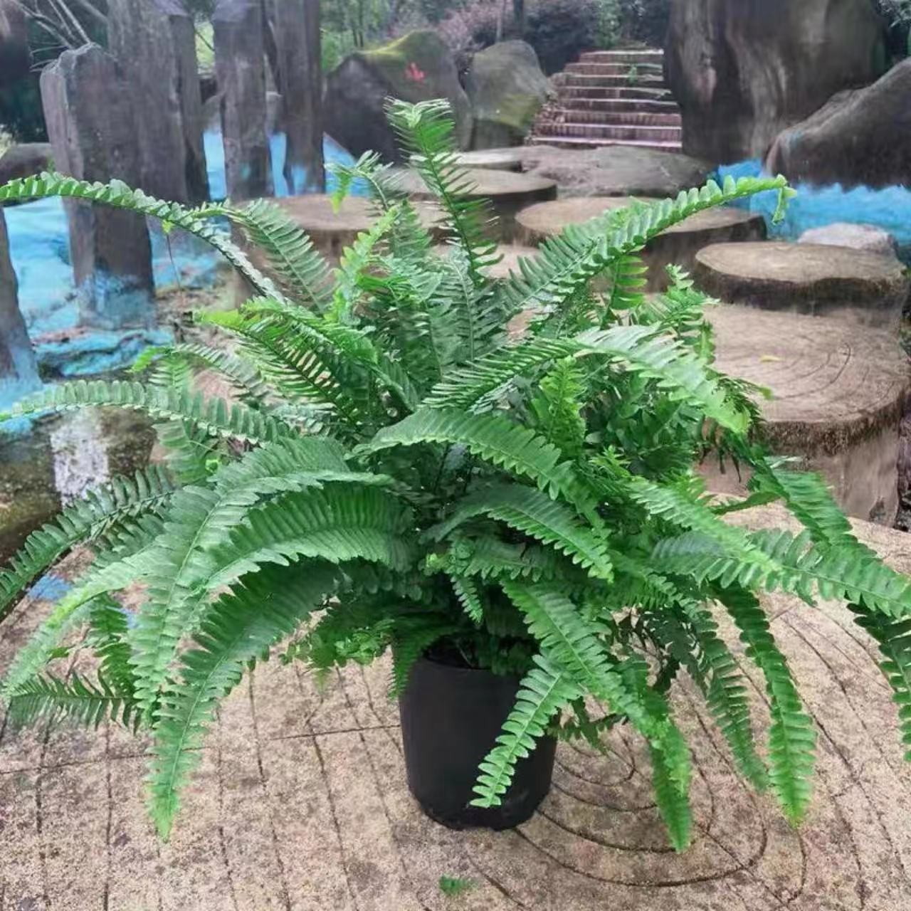 夏威夷肾蕨女王翡翠蕨园林清新室内盆栽阳台绿植