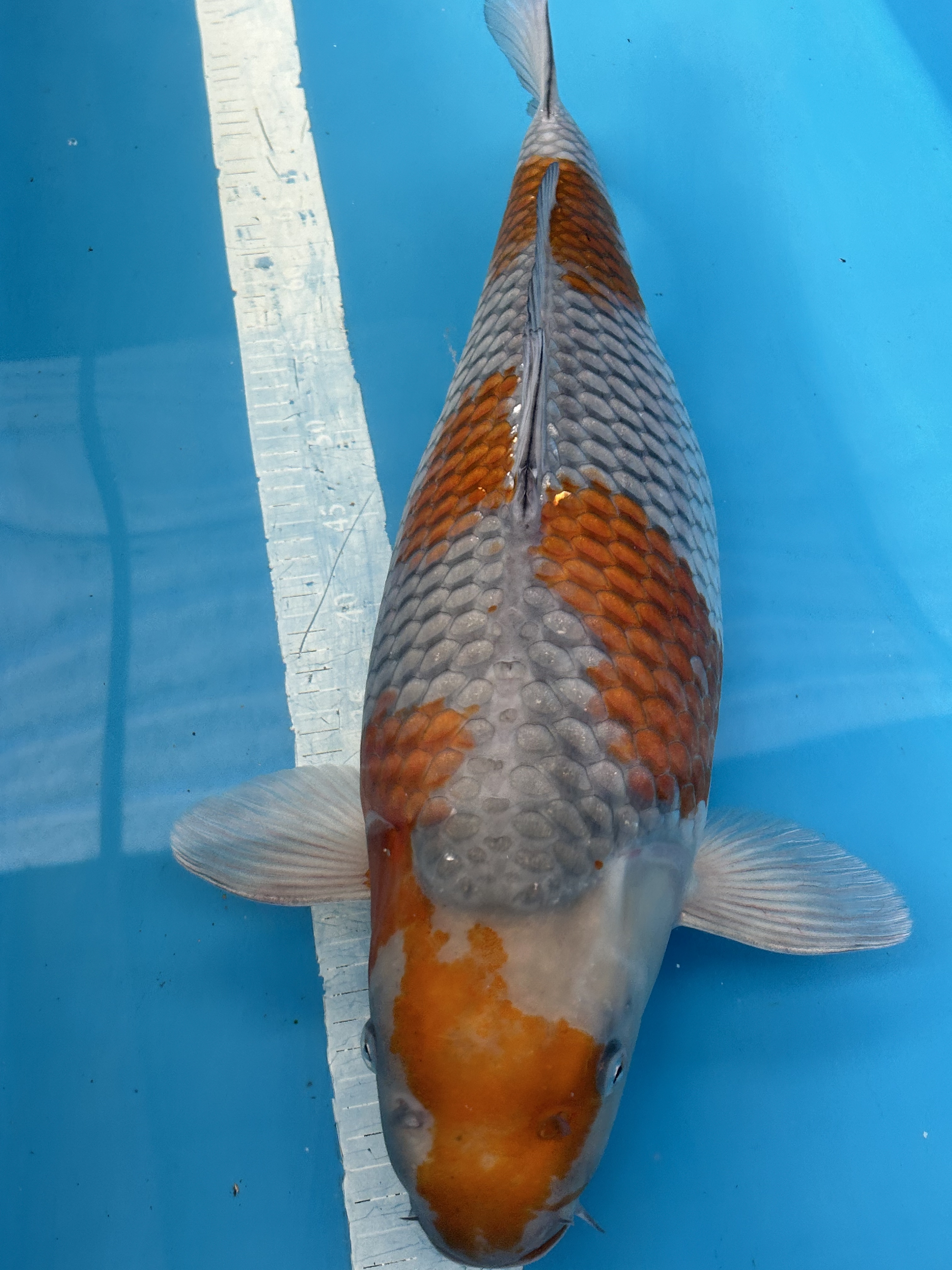 四郎 精品留养级 血统锦鲤