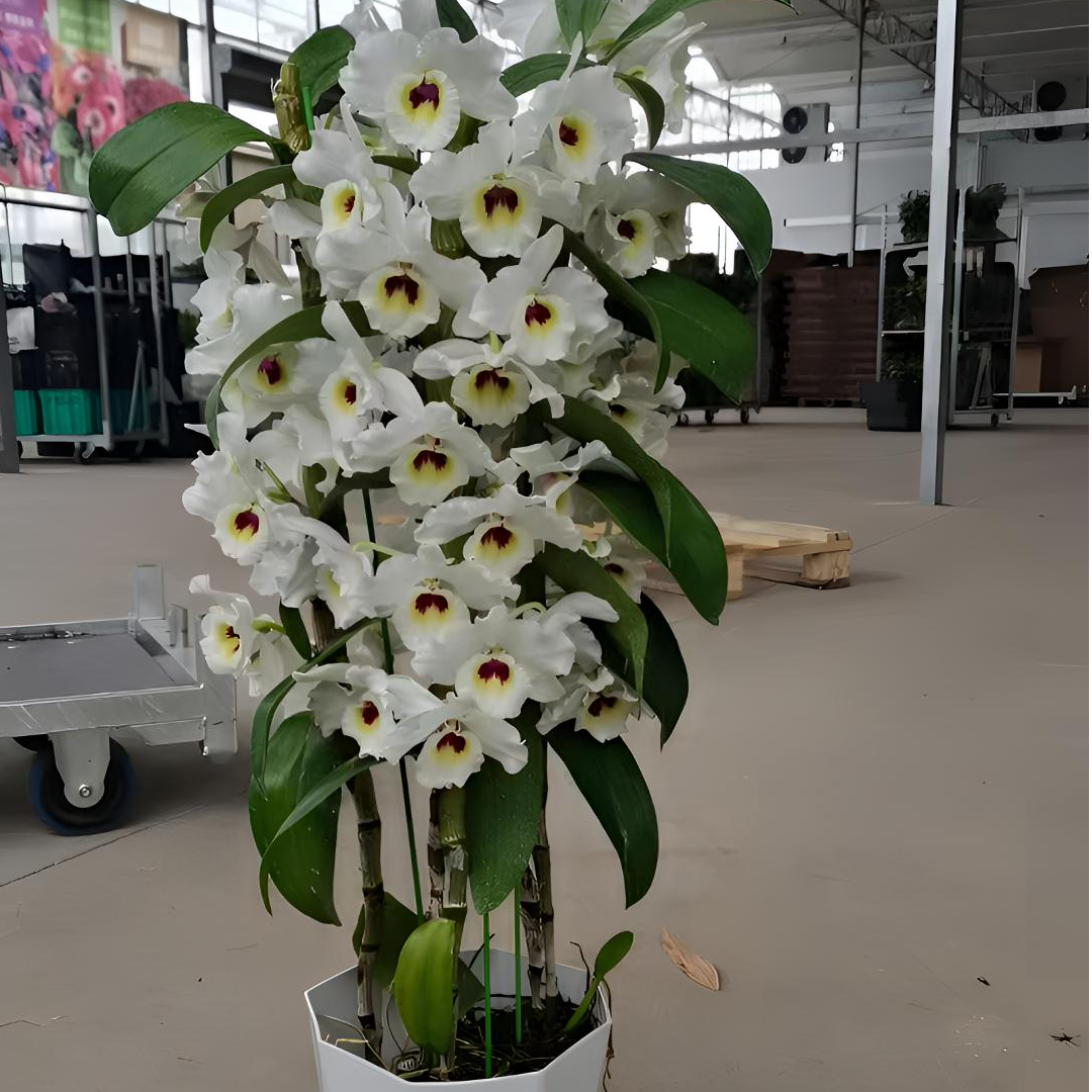 【斛之语】山本兰园原种春石斛(293#)3-6月份开花、花大花香花期长