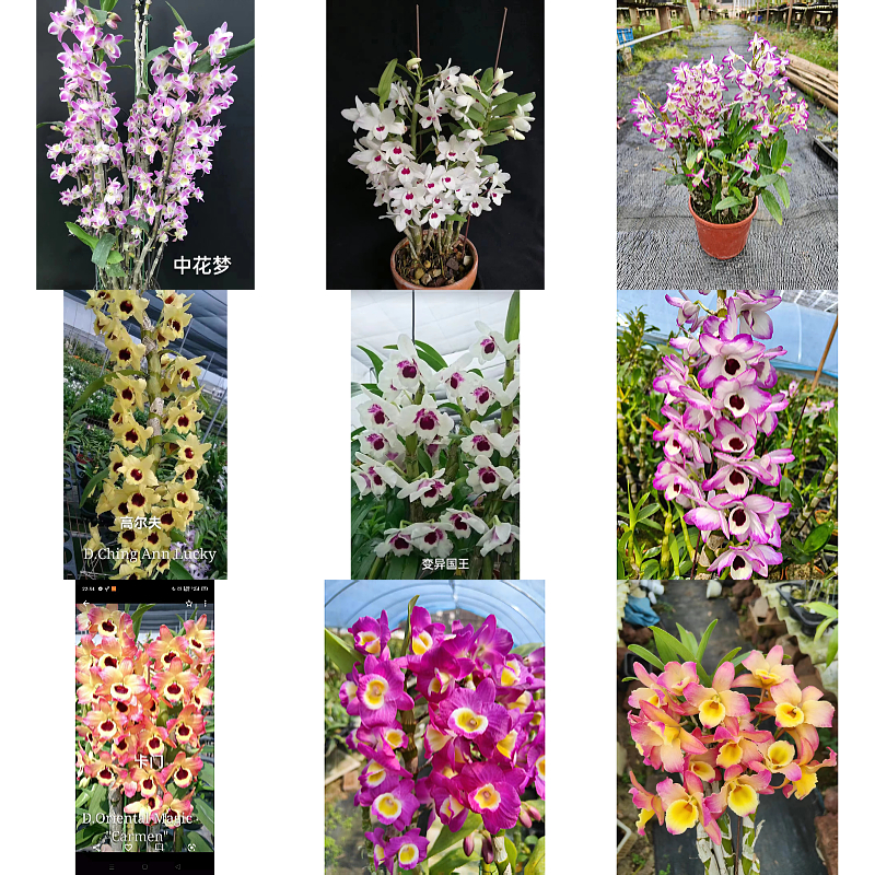 [斛之语]花卉 （直播间一物一拍链接 、请无私自下单）、3-6月份花期