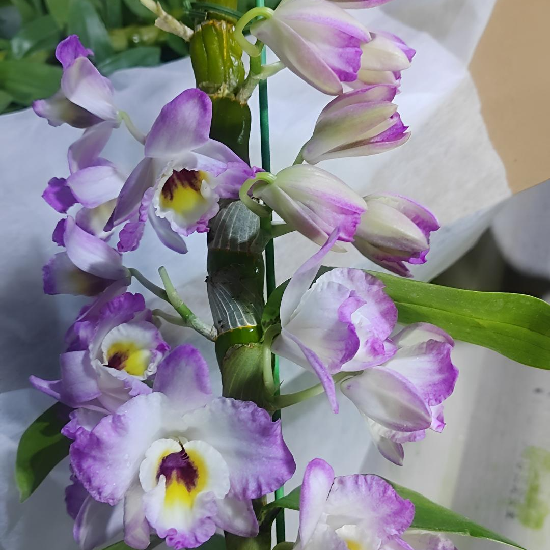 【斛之语】山本兰园原种春石斛(#151  水蜜桃、花大花香花期长