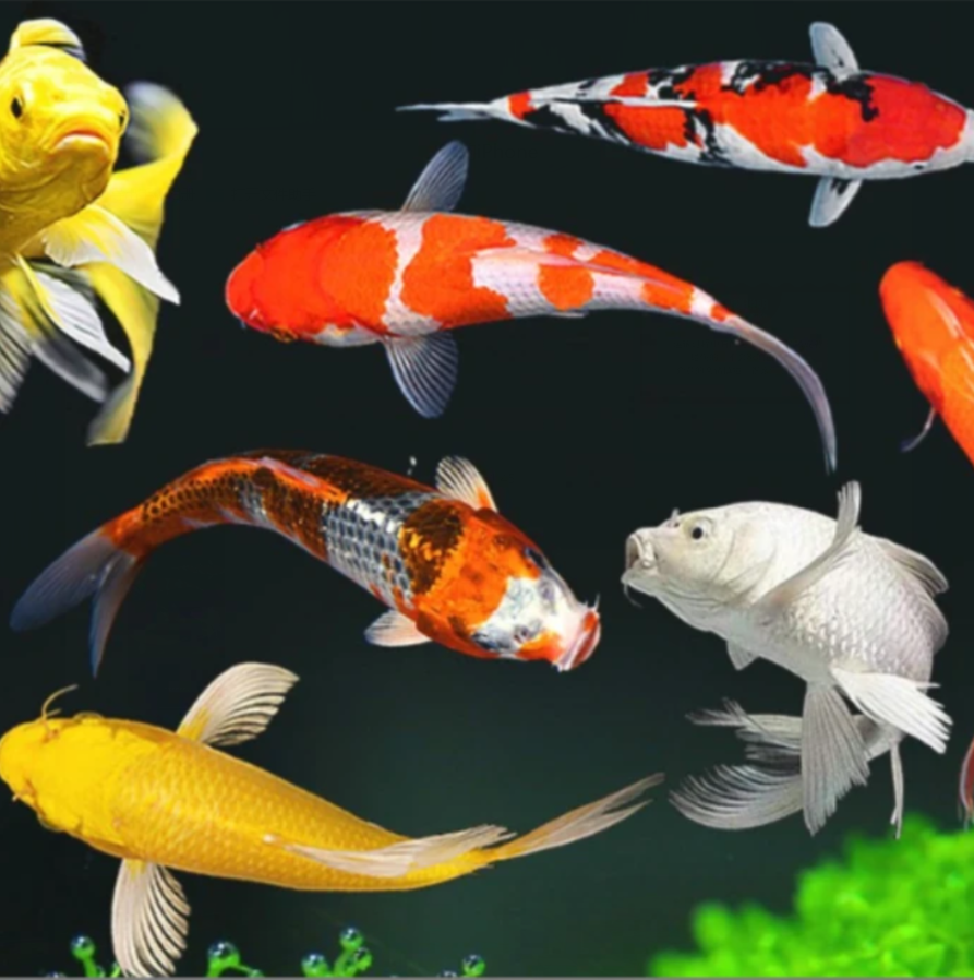 ②号 浮力观赏鱼链接2