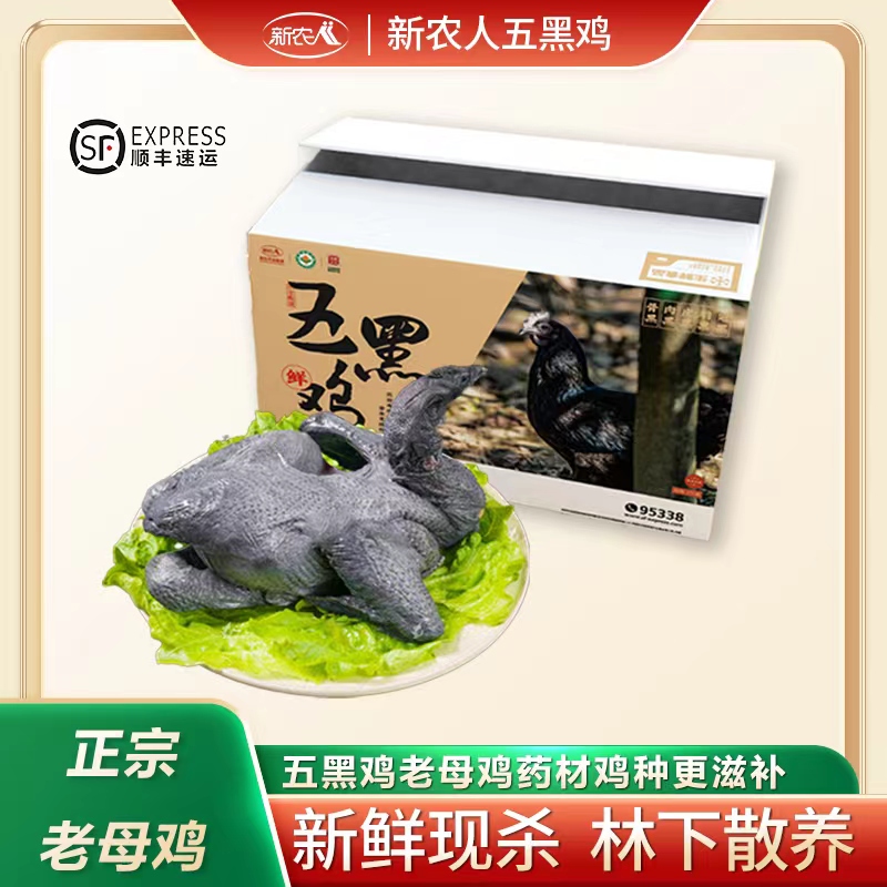 【五黑鸡老母鸡 宰杀后2斤】滋补山林生态散养新鲜现宰冷链包邮滋补