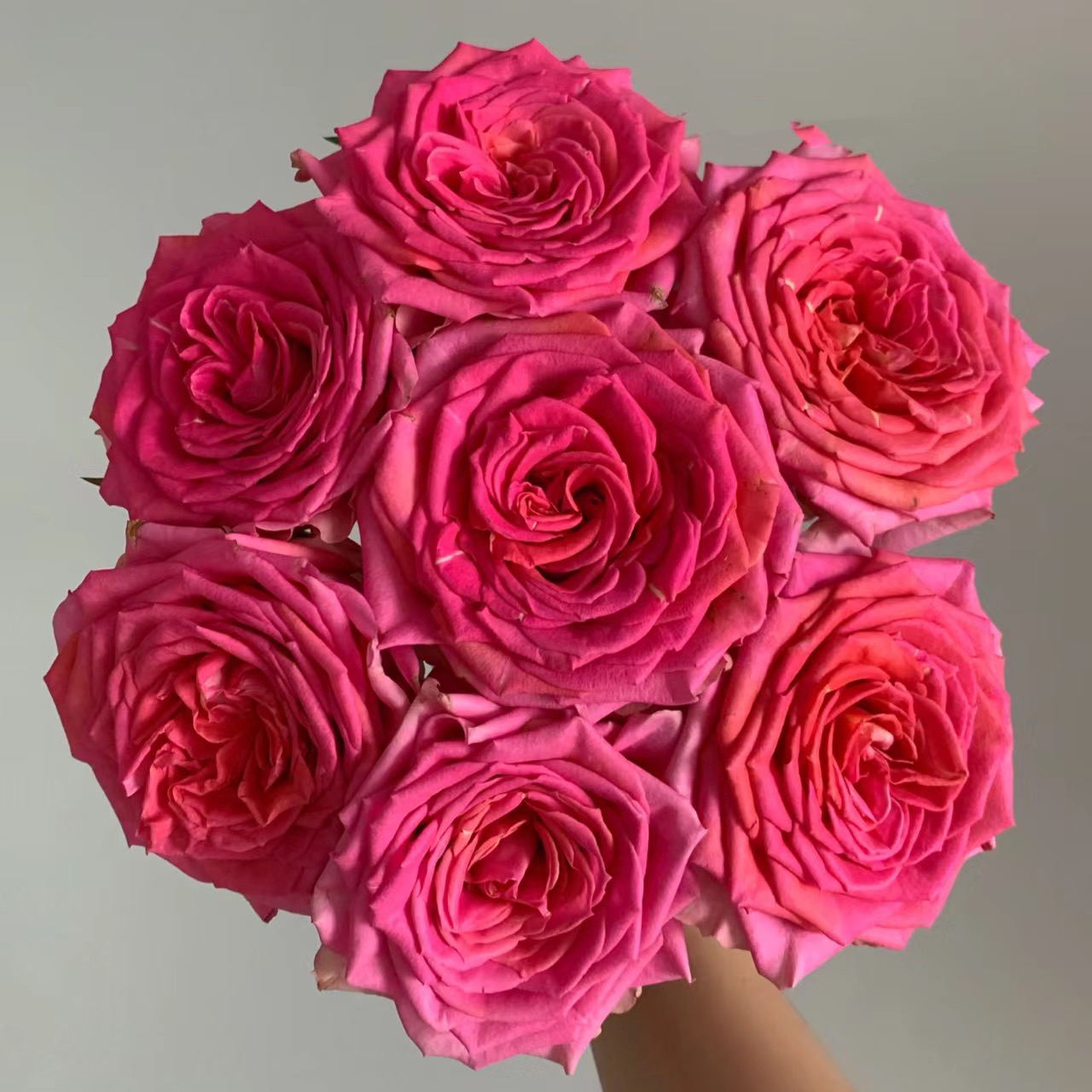 成媛【贵夫人/克拉恋人】 切花月季玫瑰绿植花卉盆栽阳台地栽