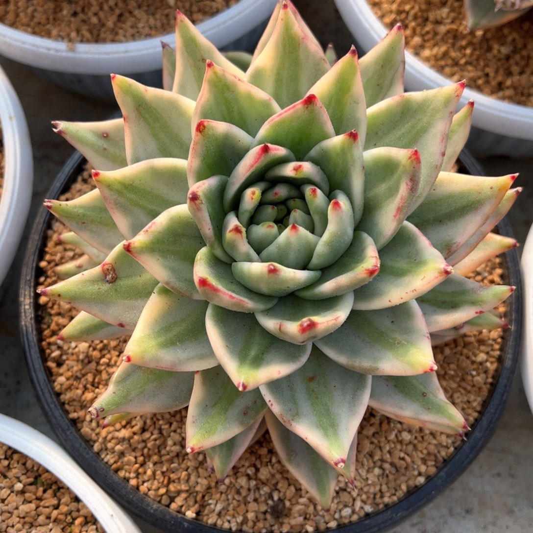 艾克魂锦多肉植物