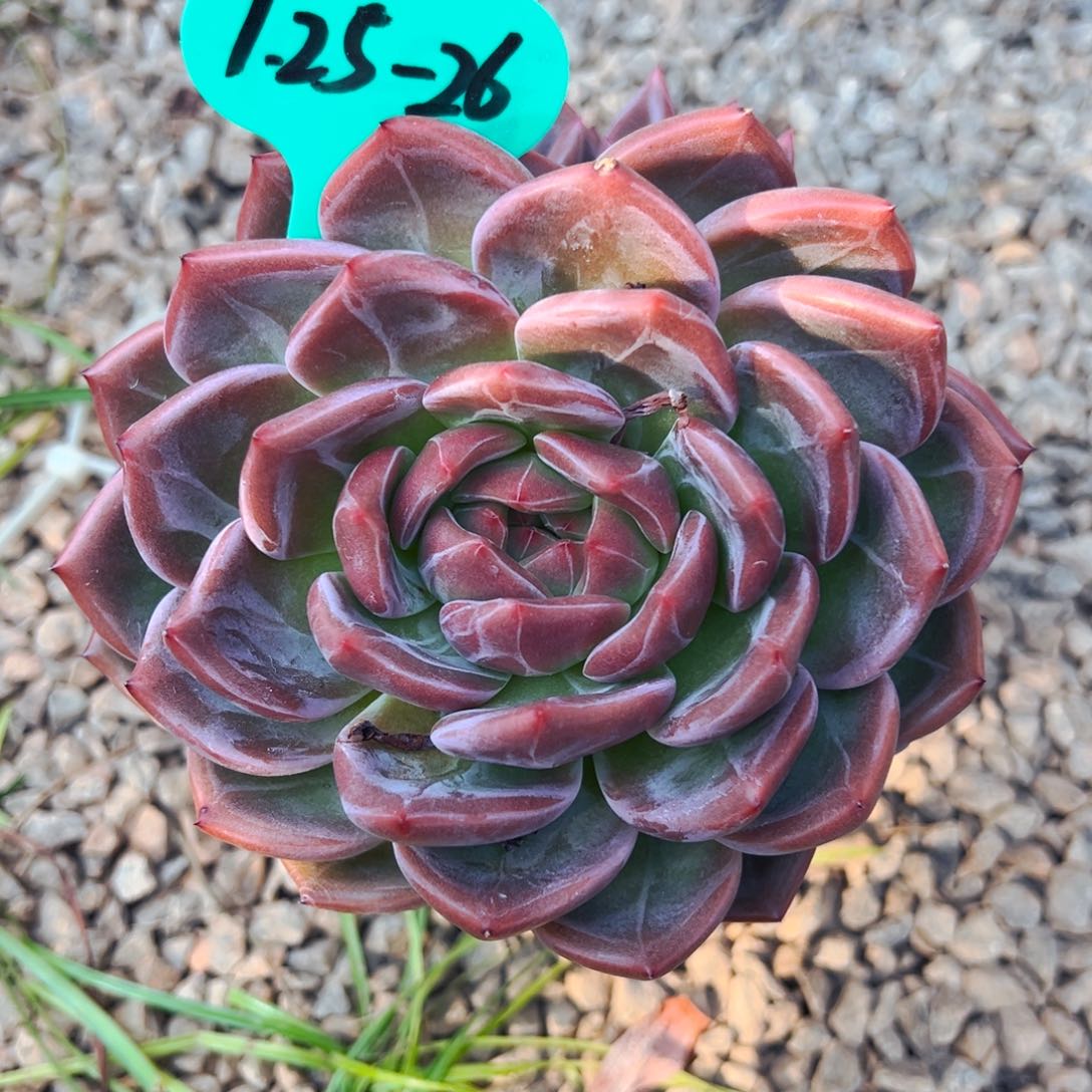 7.25.26暗夜精灵多肉植物