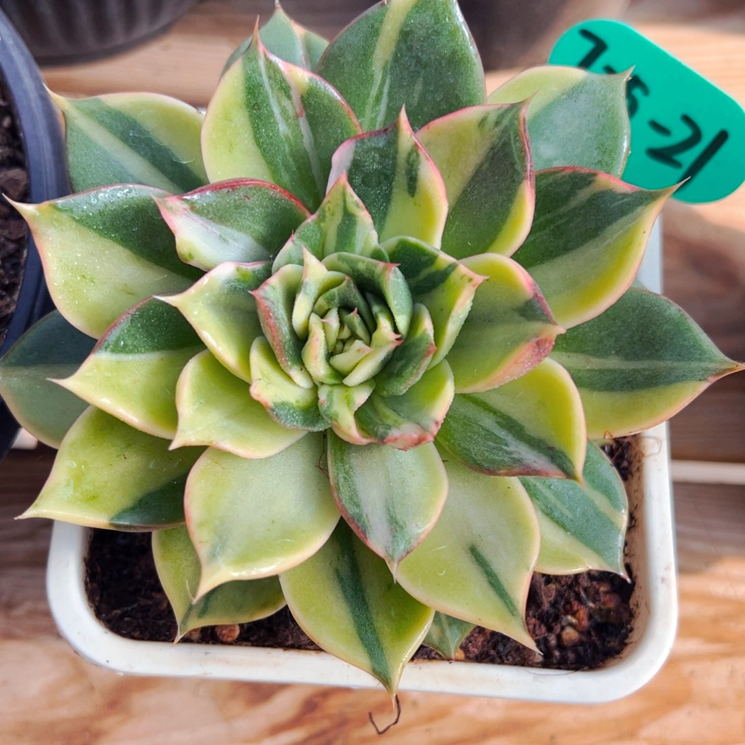 7.25.21阿吉塔玫瑰锦多肉植物