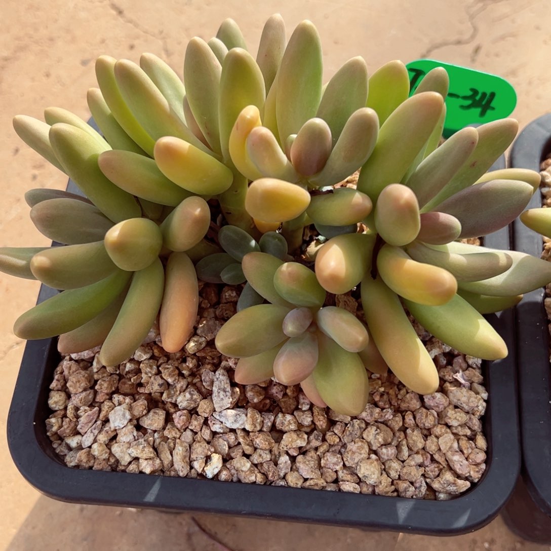7.22.34糖果美人全状态多肉植物