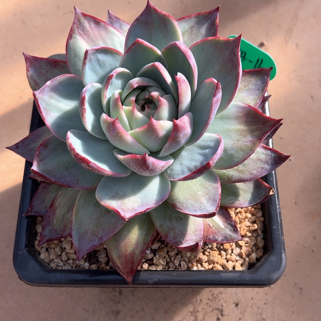 11.14.16惊鸿仙子