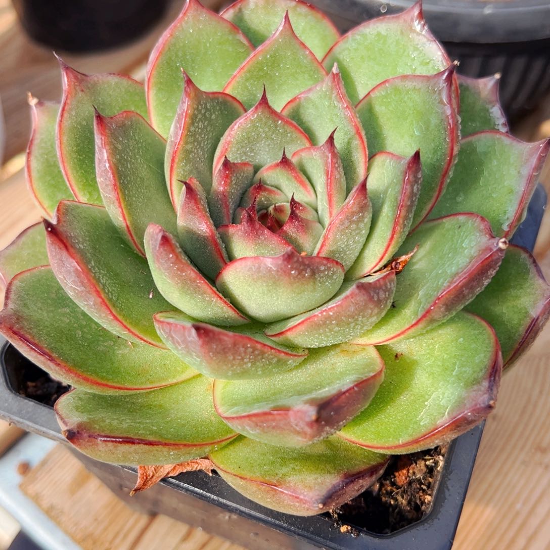 维罗尼卡多肉植物