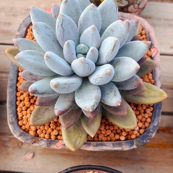 哥特萝莉单头多肉植物