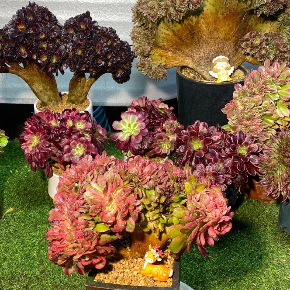 法师锦缀化多肉植物一物一拍